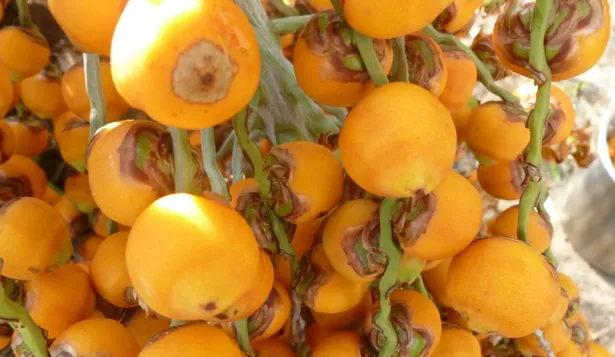 No tan solo es palmar: el butiá se diversifica y pide cancha