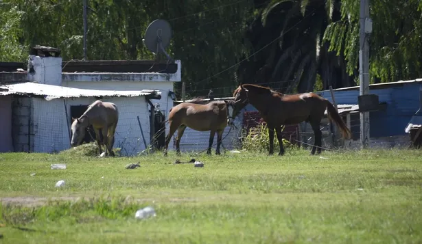 Los caballos rescatados por Animales Sin Hogar no se dan en adopción.