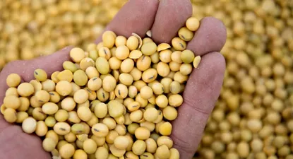 El precio de la soja sigue arriba de los US$ 500