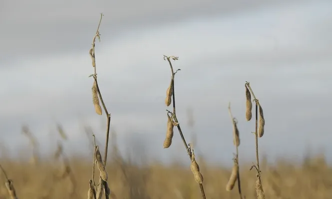 Gran parte de los cultivos, para evitar pérdidas completas, se enfardaron.