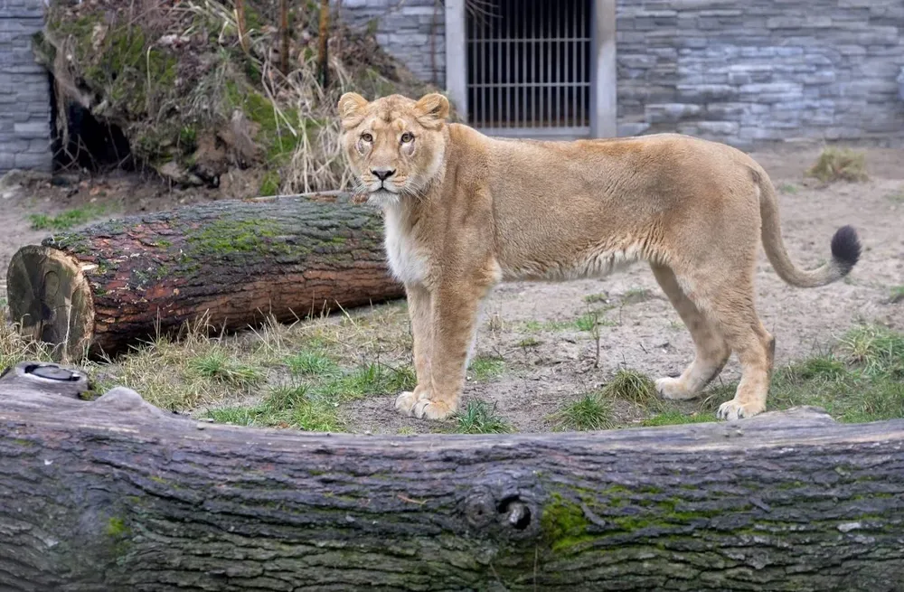 El recurso fue impuesto por una organización nacionalista hindú para pedir un cambio del nombre de la leona.