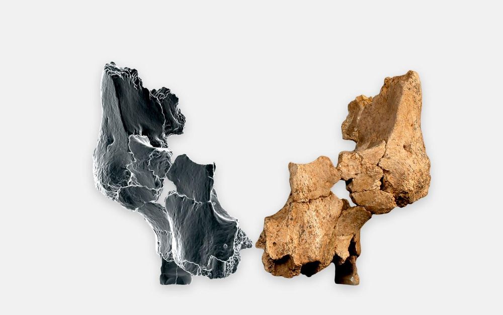 El fósil original y reconstrucción virtual del lado derecho con técnicas de imagen 3D. EFE