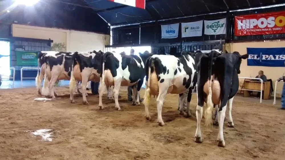 El jurado canadiense dijo que no solo las vacas mejor premiadas representan una genética de alta calidad.