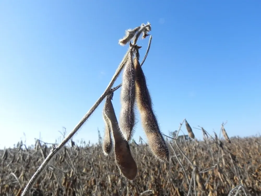 Mala noticia para los productores