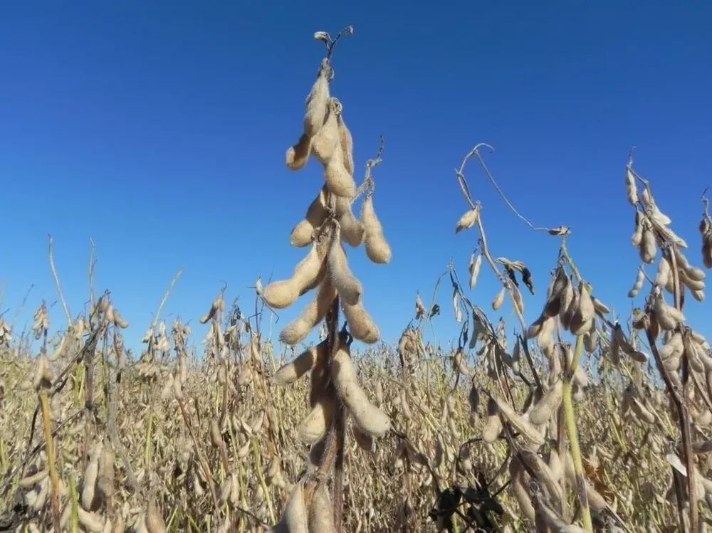 En Uruguay estiman que se puede alcanzar un rinde promedio cercano a los 3.000 kilos por hectárea