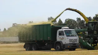 Los granos lideran las exportaciones del sector agropecuario