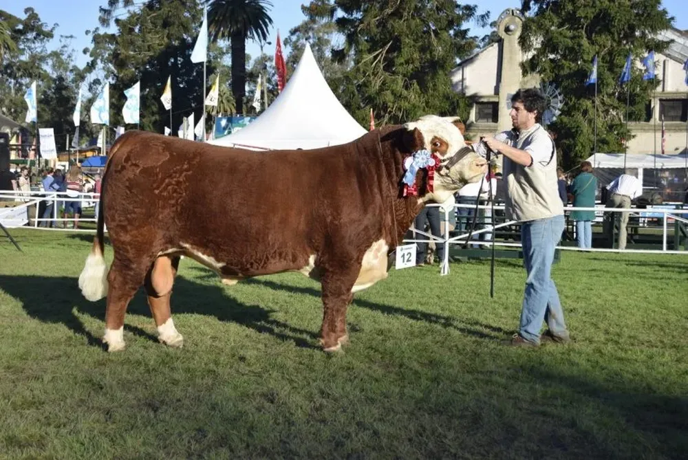 Estampa del Gran Camopeón Hereford de Las Anitas de J. Ernesto Alfonso e Hijos