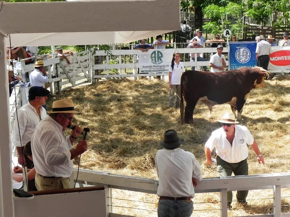 Excelente demanda por los Hereford de Bordaberry