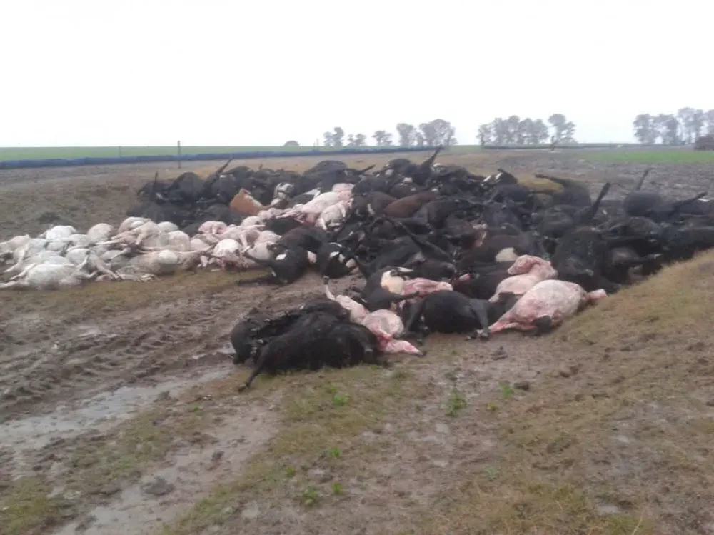 Los novillos que murieron intoxicados en Florida