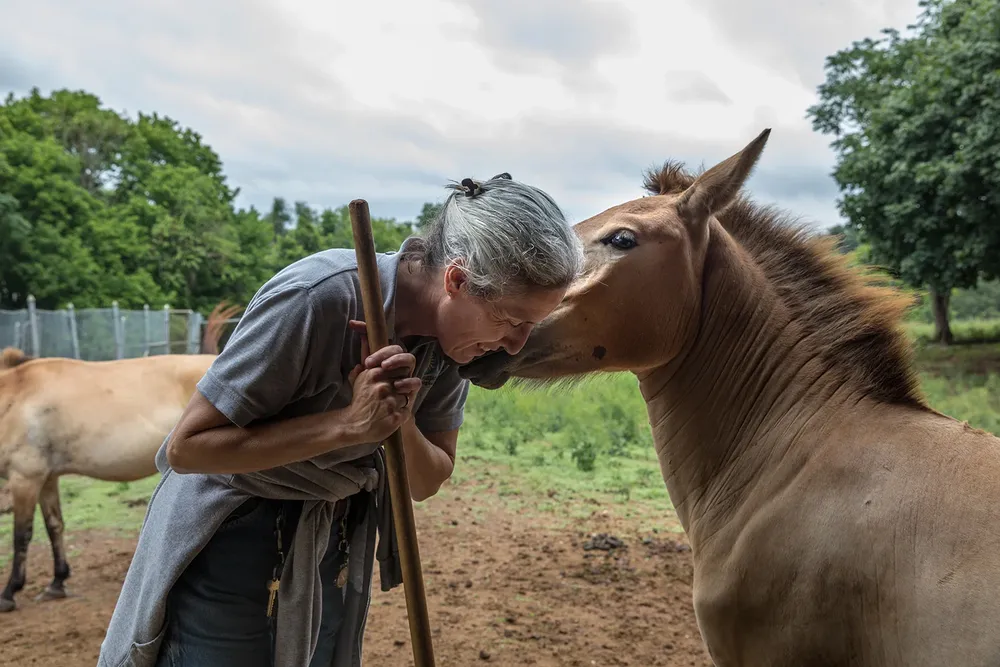 Dolores Reed, la bióloga supervisora del del Instituto de Biología de la Conservación Smithsonian con un caballo de Przewalski. Estos animales consideraban extintos hasta 2008 cuando pasaron al estatus en peligro de extinción