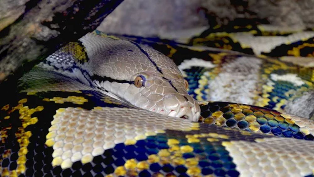 Varias personas han muerto tras ser comidas por serpientes en Indonesia