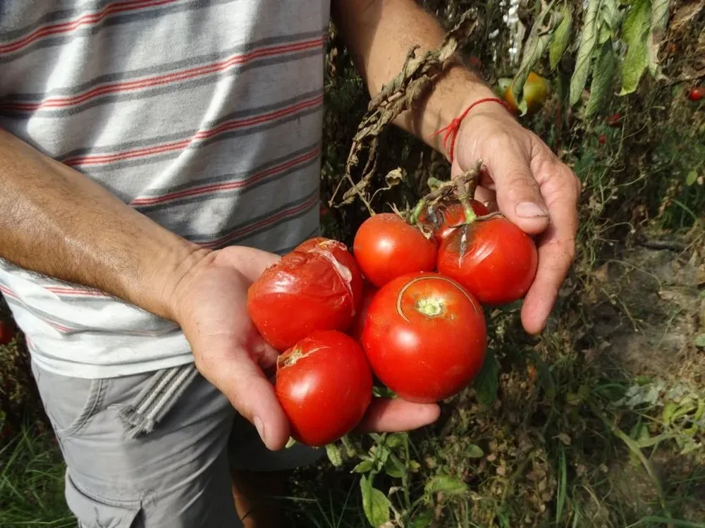 Las pérdidas de la producción, en muchos casos, llegó al 100%.