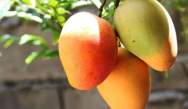 No es dólar: furor en negocios de Miami que aceptan pagos con una popular fruta de temporada