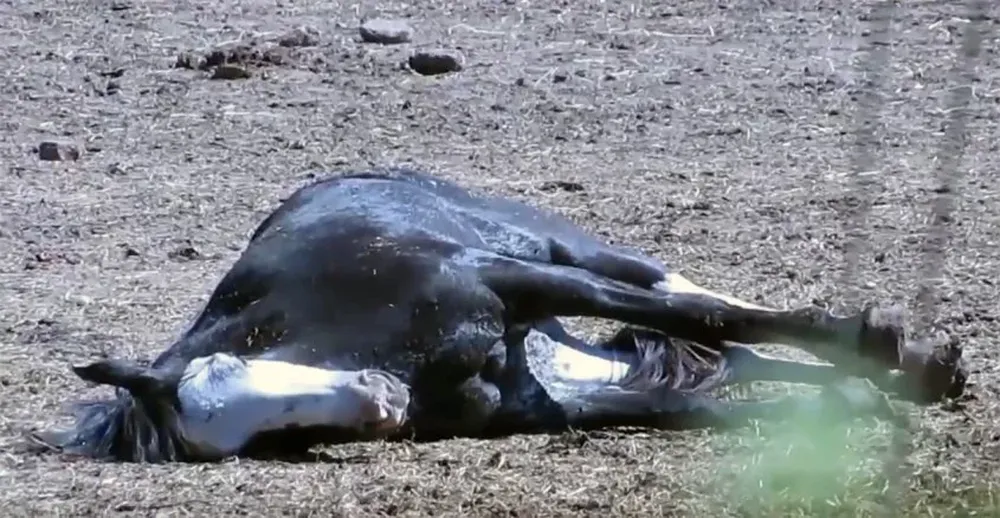 Imagen del audiovisual que cuenta con 10.000 visualizaciones en Facebook.