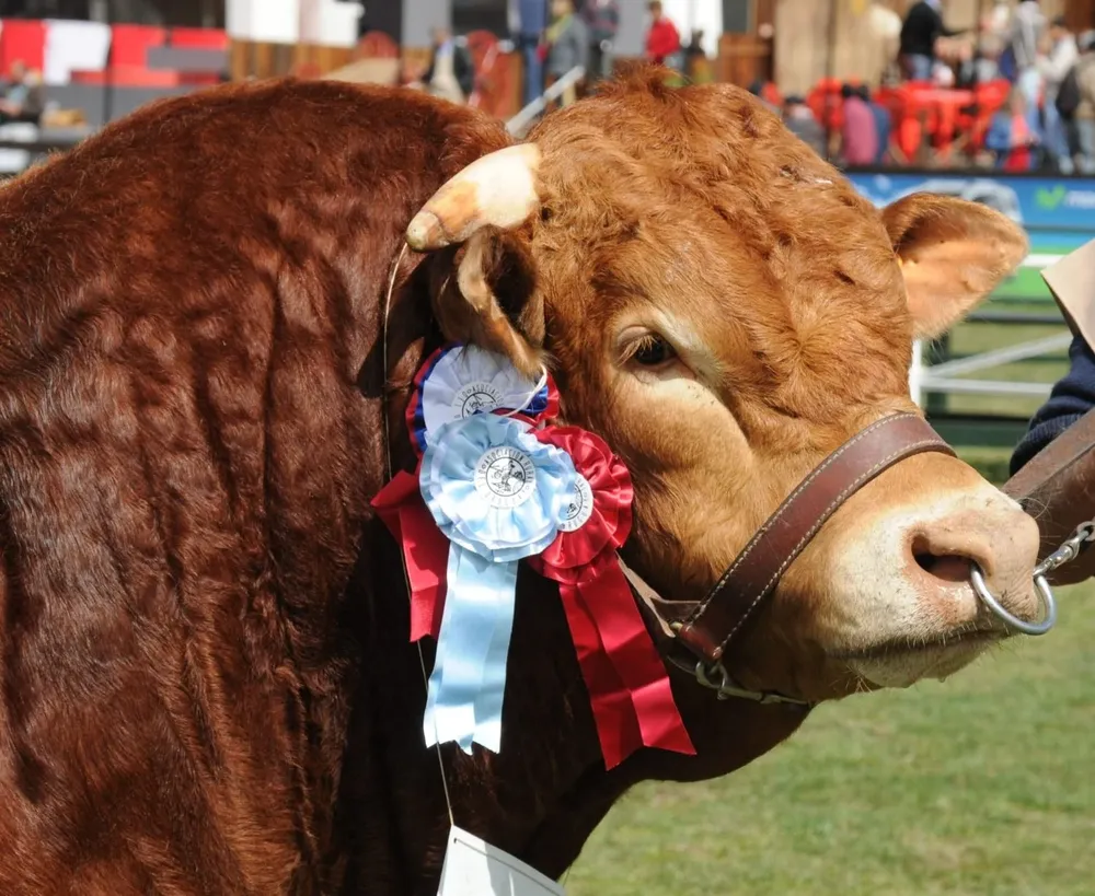 El remate se hará desde el establecimiento El Viejo Pancho.