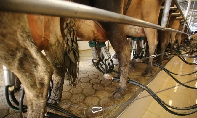 En julio el precio de la leche a tamberos cayó 4,4%