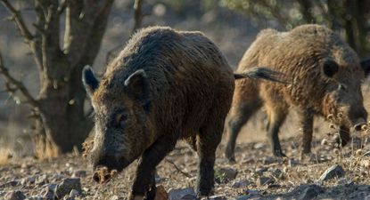 Las consecuencias de la peste porcina africana en Cataluña: restricciones en 64 municipios para contener el brote