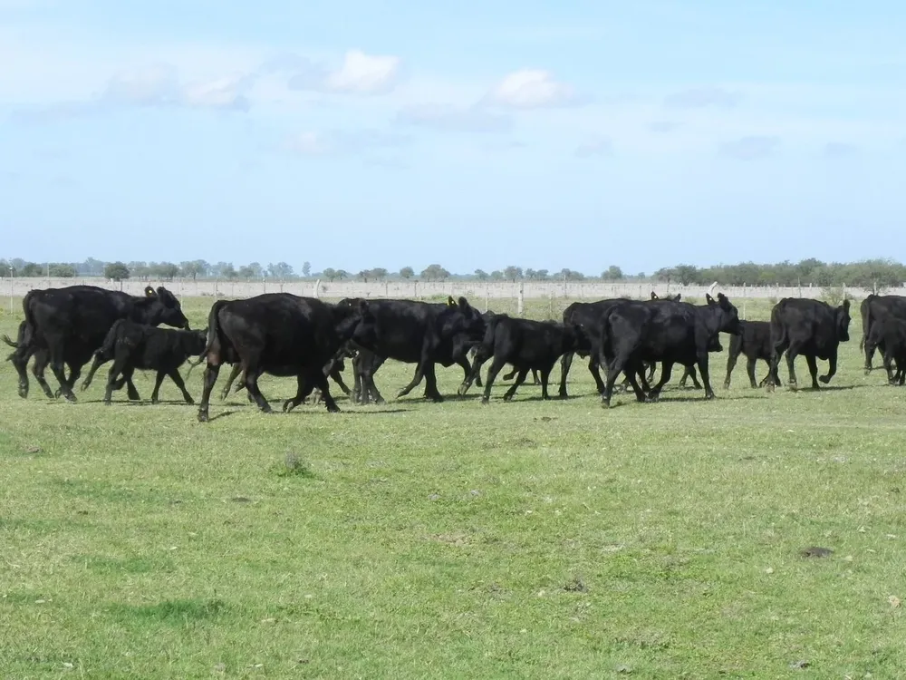 Ganado Angus en campos del litoral uruguayo.