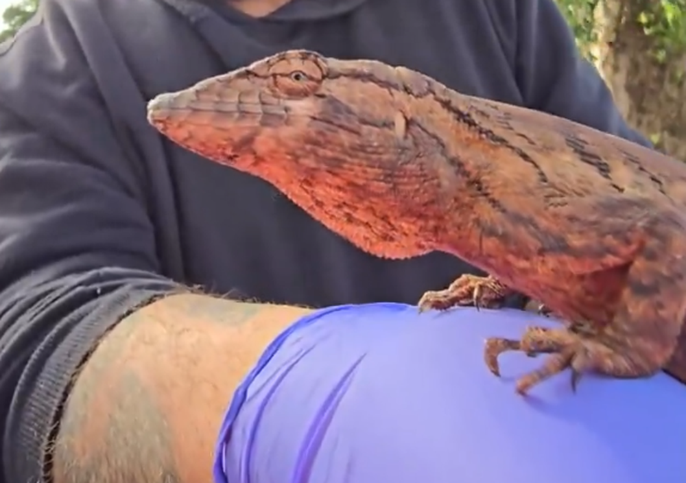 Alternatus rescató un falso camaleón&nbsp;