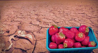 Una organización ecologista alemana asegura que las fresas amenazan a la región de Doñana.