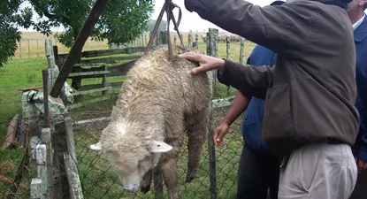 senador da silva propuso crear un talonario para venta de lechones y corderos de faena casera