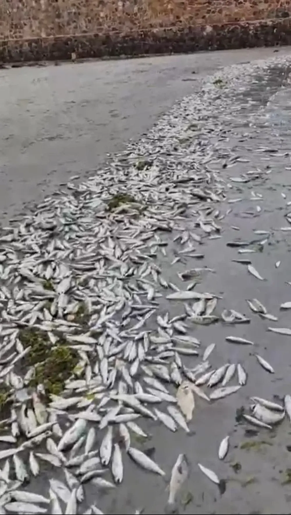 peces muertos en Piriápolis.