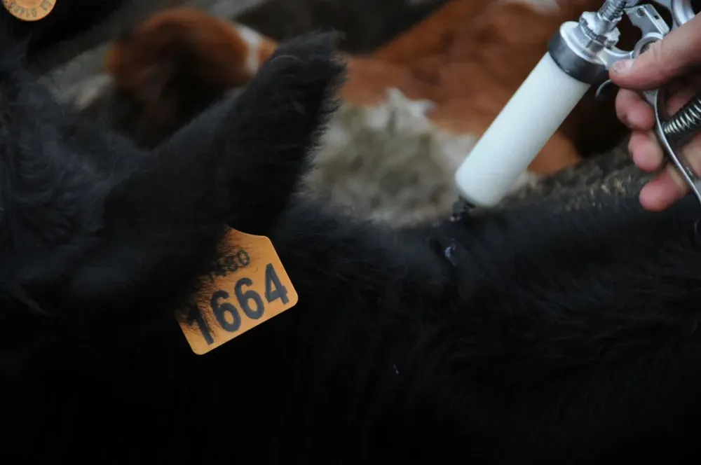 La inmunización de febrero es a todo el rodeo vacuno