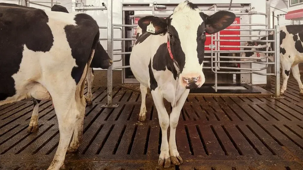 Para empezar, la granja contará con 40 vacas.