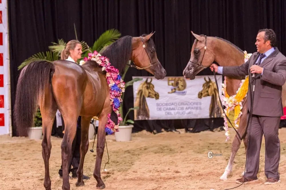 Los jurados internacionales elogiaron el nivel de los ejemplares expuestos en Punta del Este