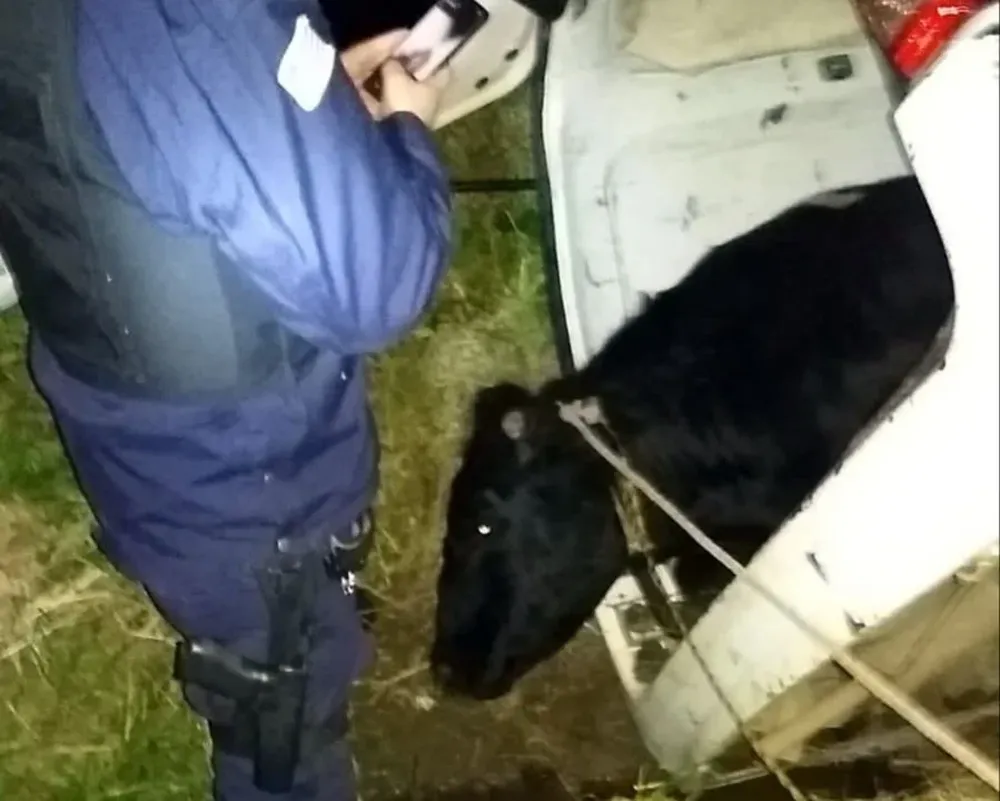 El vacuno sobrevivió al vuelco.