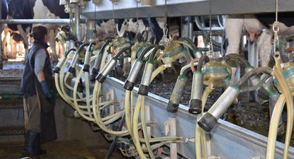 Leche: un año con menor producción y remisión.