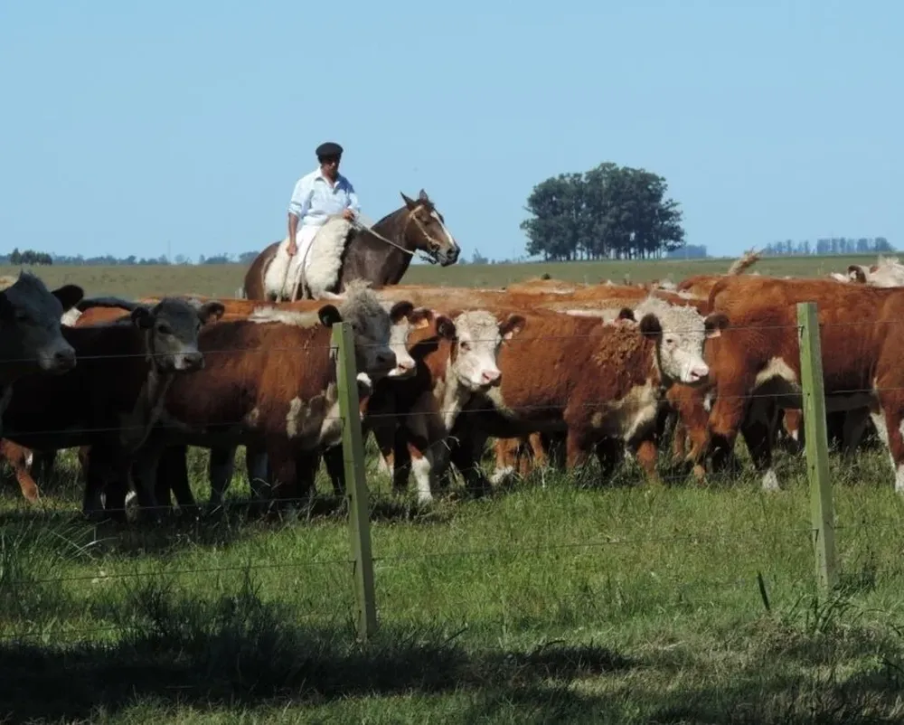La ganadería generó un margen económico muy ajustado en el último período