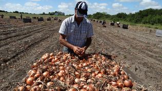 Empresas granjeras: crecimiento en el sector hortícola.