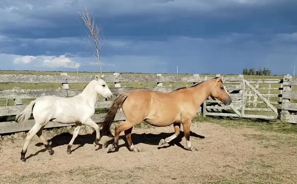 Previo al remate se realizó una jornada de campo en la cabaña.