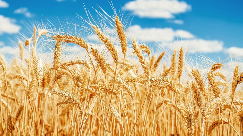 Los granos de cereales como el trigo son una rica fuente de proteínas.