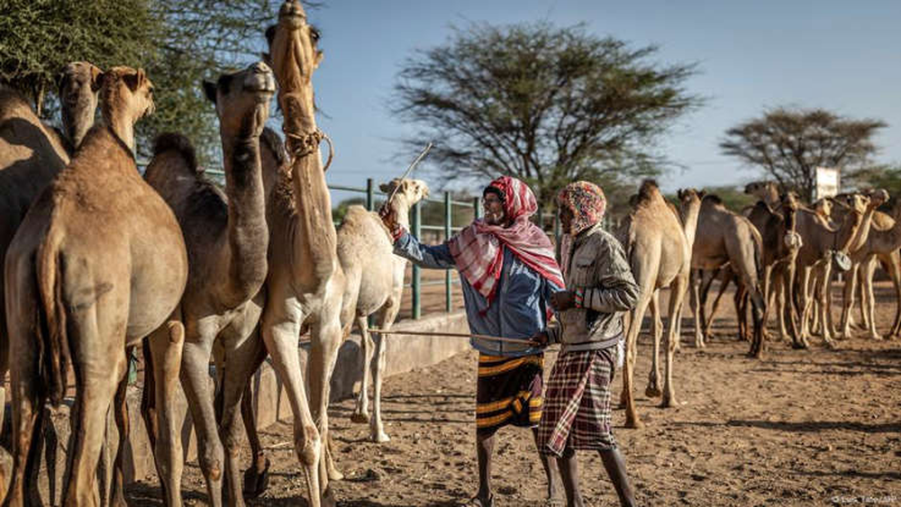 Los pastores keniatas cambian vacas y bueyes por camellos.