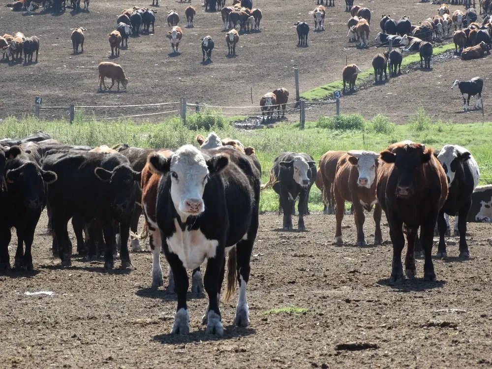 El mercado ganadero sigue firme.