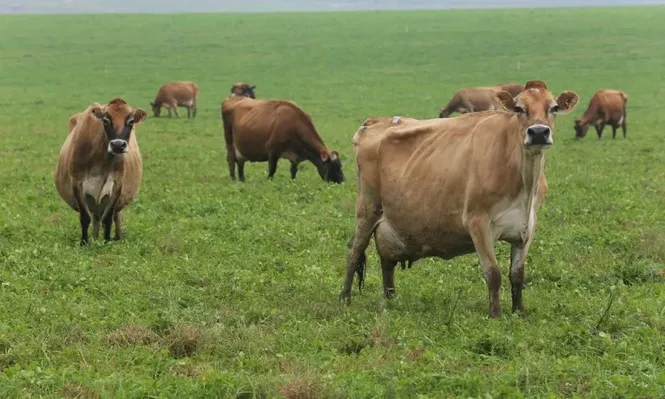 Tamberos siguen gestionando beneficios en tarifas de UTE con vistas a 2018
