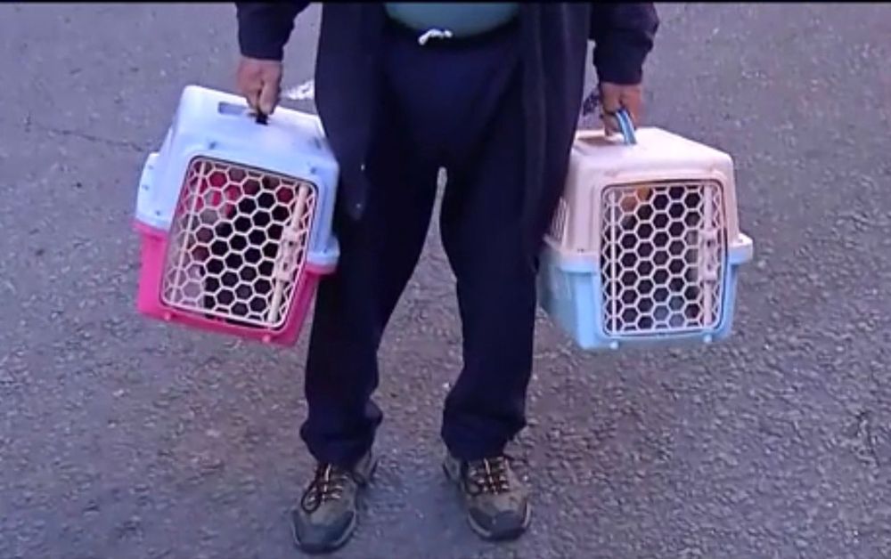 Retiraron a los gatos del apartamento abandonado en el Centro de Montevideo