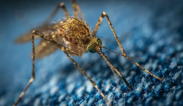Alta demanda de repelente por ola de mosquitos: ¿habrá falta de stock en farmacias y supermercados?