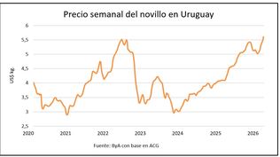 Ganado gordo y un precio récord en un momento que sorprende a muchos.