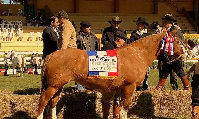 Aquerenciada Chalová, gateada criada por la cabaña uruguaya Dos Querencias