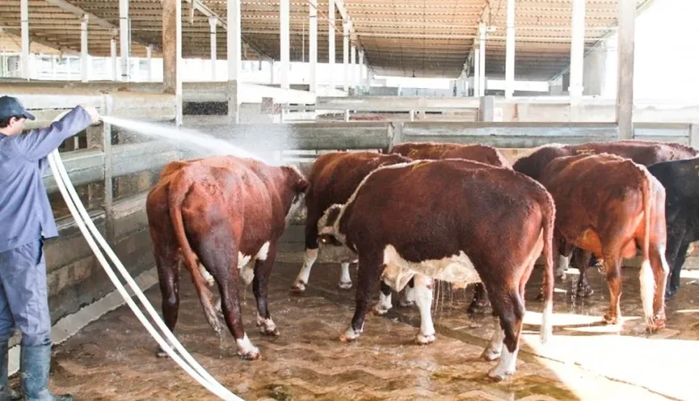 La faena vacuna se reduce y a pesar de ello, el precio también ajustó a la baja.