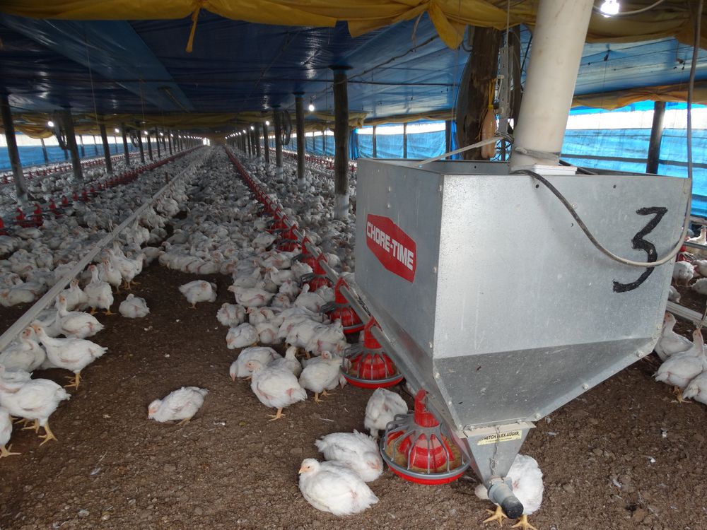 Ejecutivo: decidió activar un arancel que cuestionan productores del sector avícola.