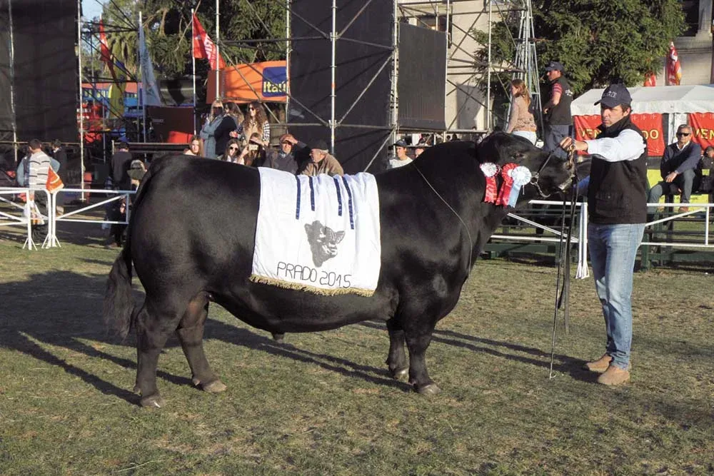 El Gran Campeón Angus de la Expo Prado de 2015, de El Yunque