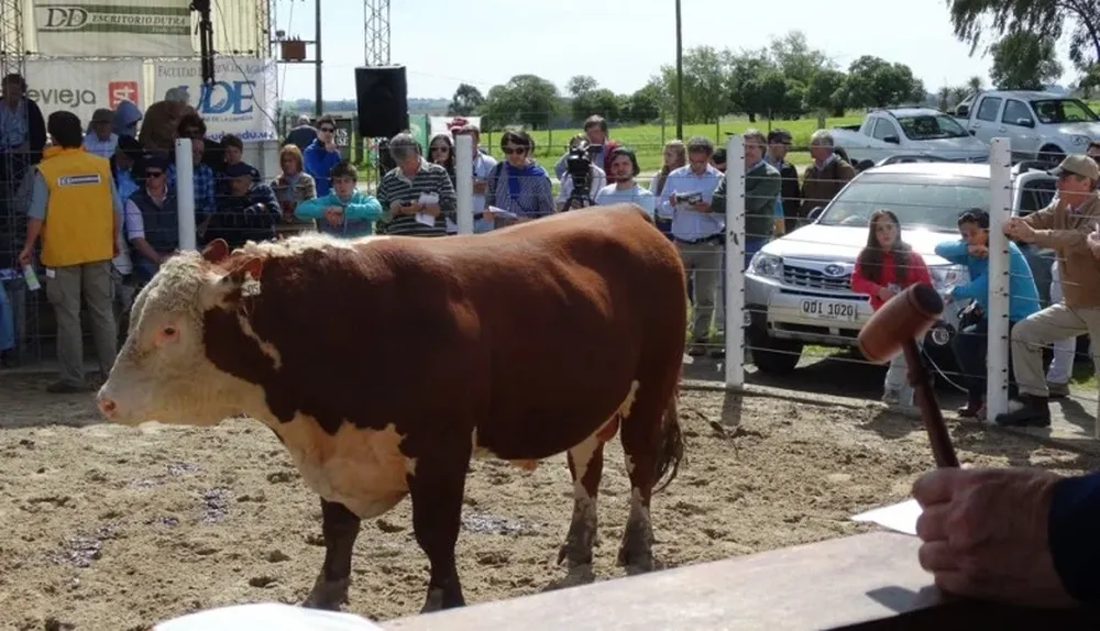 Unos prevén un ajuste de precios a la baja en los toros, otros esperan una zafra normal de negocios