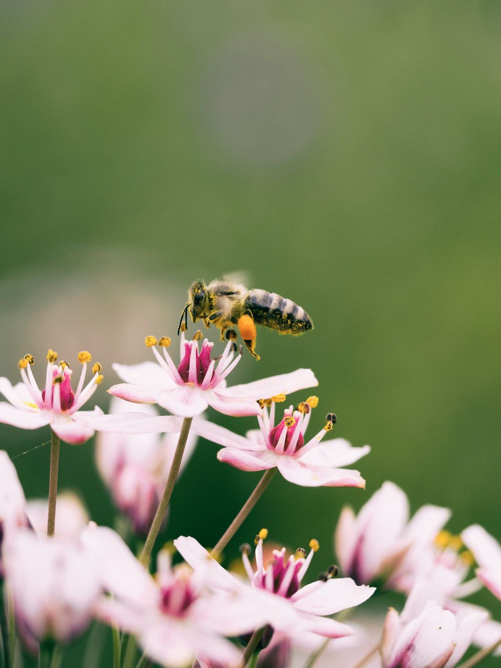 El 15 de agosto se celebra el Día Nacional de la Abeja de la Miel, destacando su papel fundamental en la polinización y la producción de alimentos.      