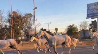 La tropilla, la mayoría de un color blanco, se escapó de Campo de Mayo y llegó al kilómetro 202.