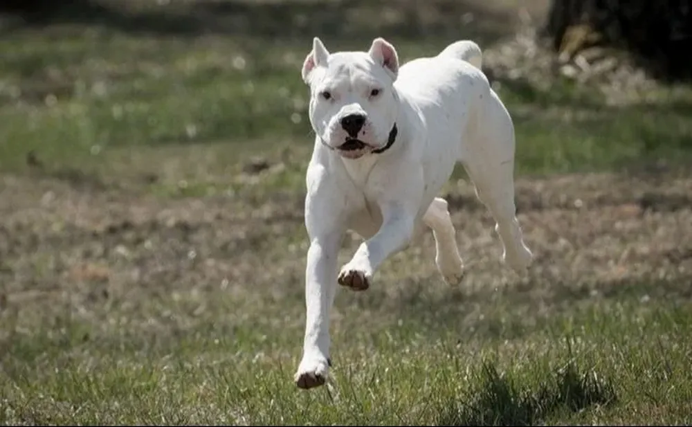 Dogo, imagen ilustrativa