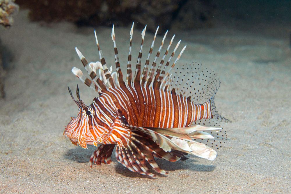 El pez león es una especie invasora que ha generado catástrofes ecológicas en el mar Caribe